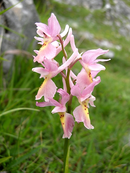 Orchis colemanii - variazioni cromatiche